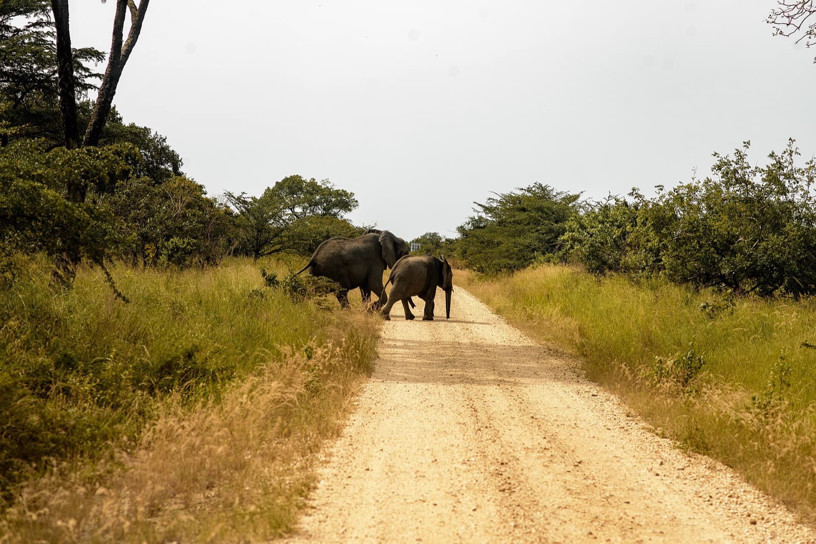 Elefantes en la sabana africana